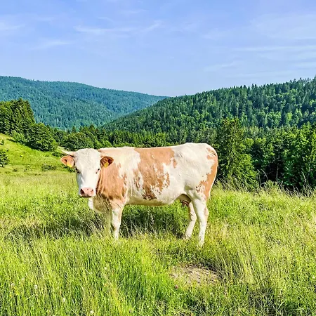 Tannenblick By Interhome Daire *